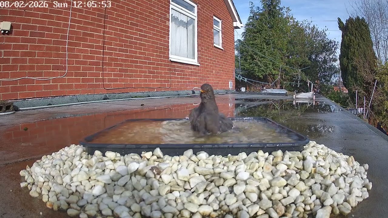 Blackbird bathing, 8th February 2026