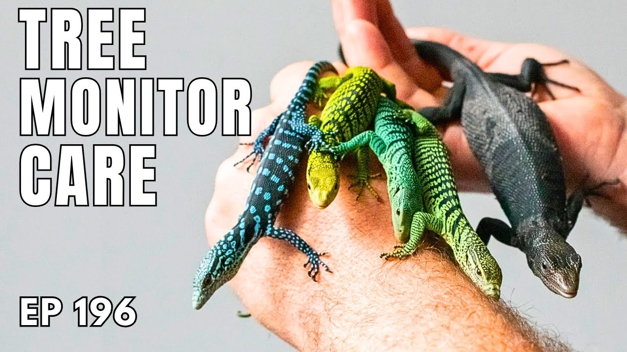 Tree Monitor Care - Advice from World Expert Breeder - Ep. 196