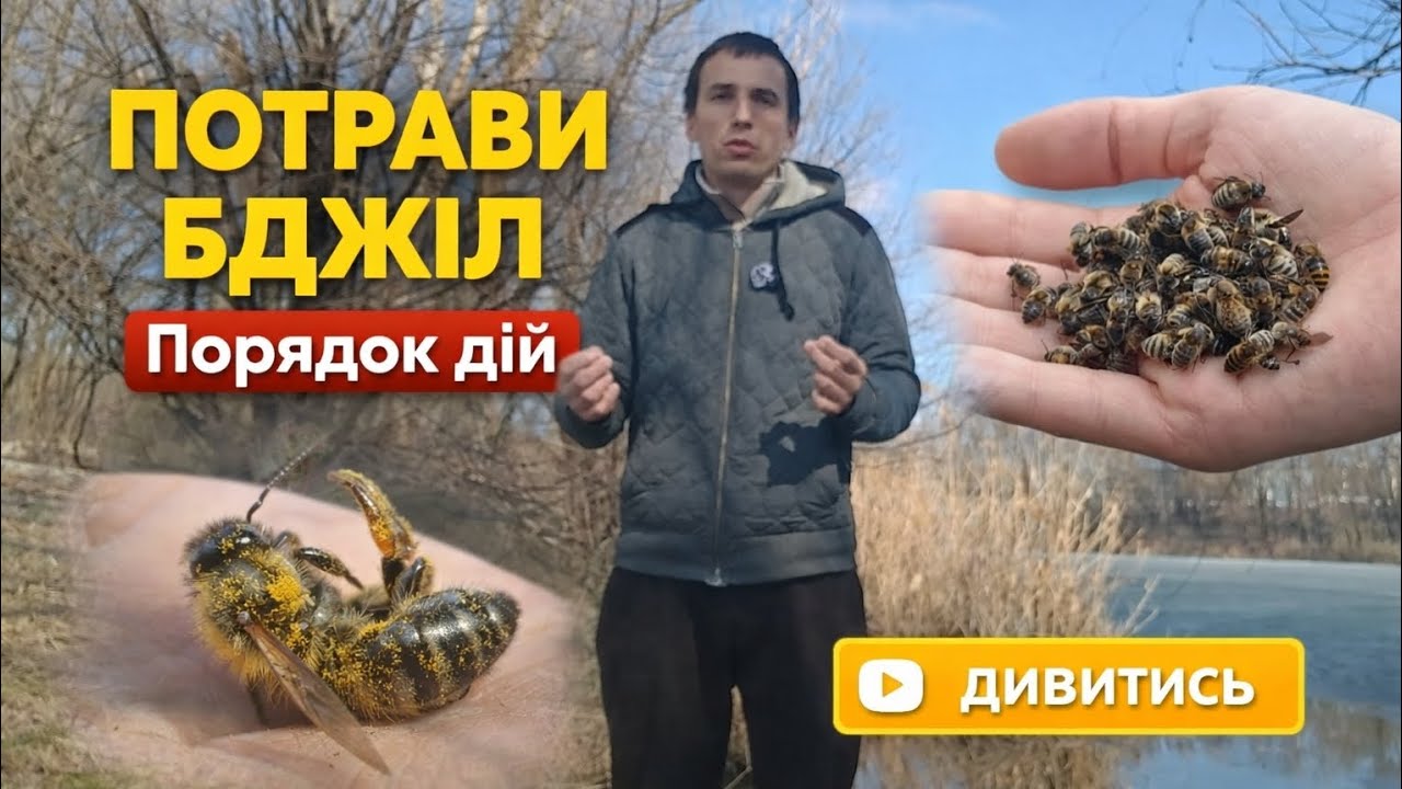Потрави бджіл. Порядок дій.