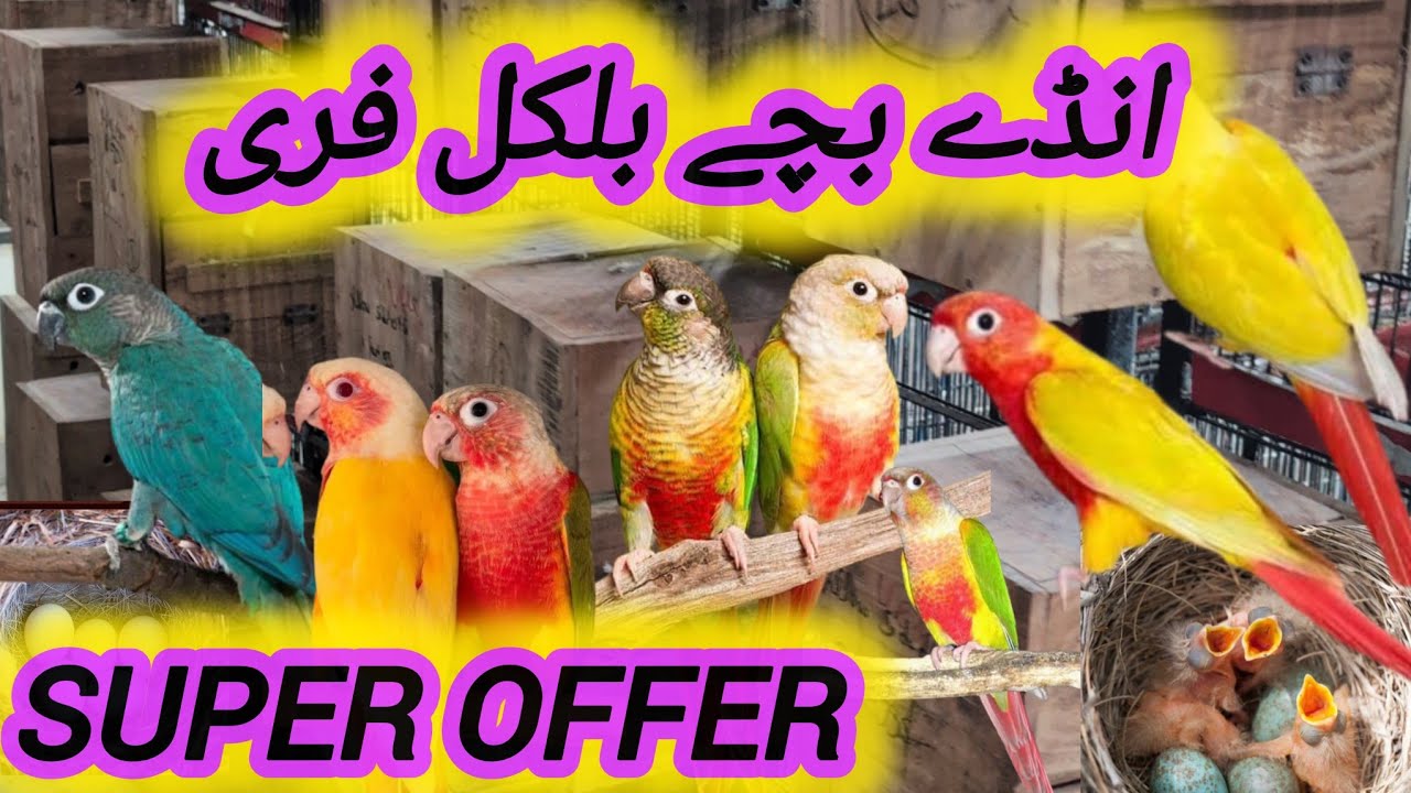 Mashallah Super Duper Offer Breeder pairs Kay Andy bachy Bilkul Free // Islamabad Pets 