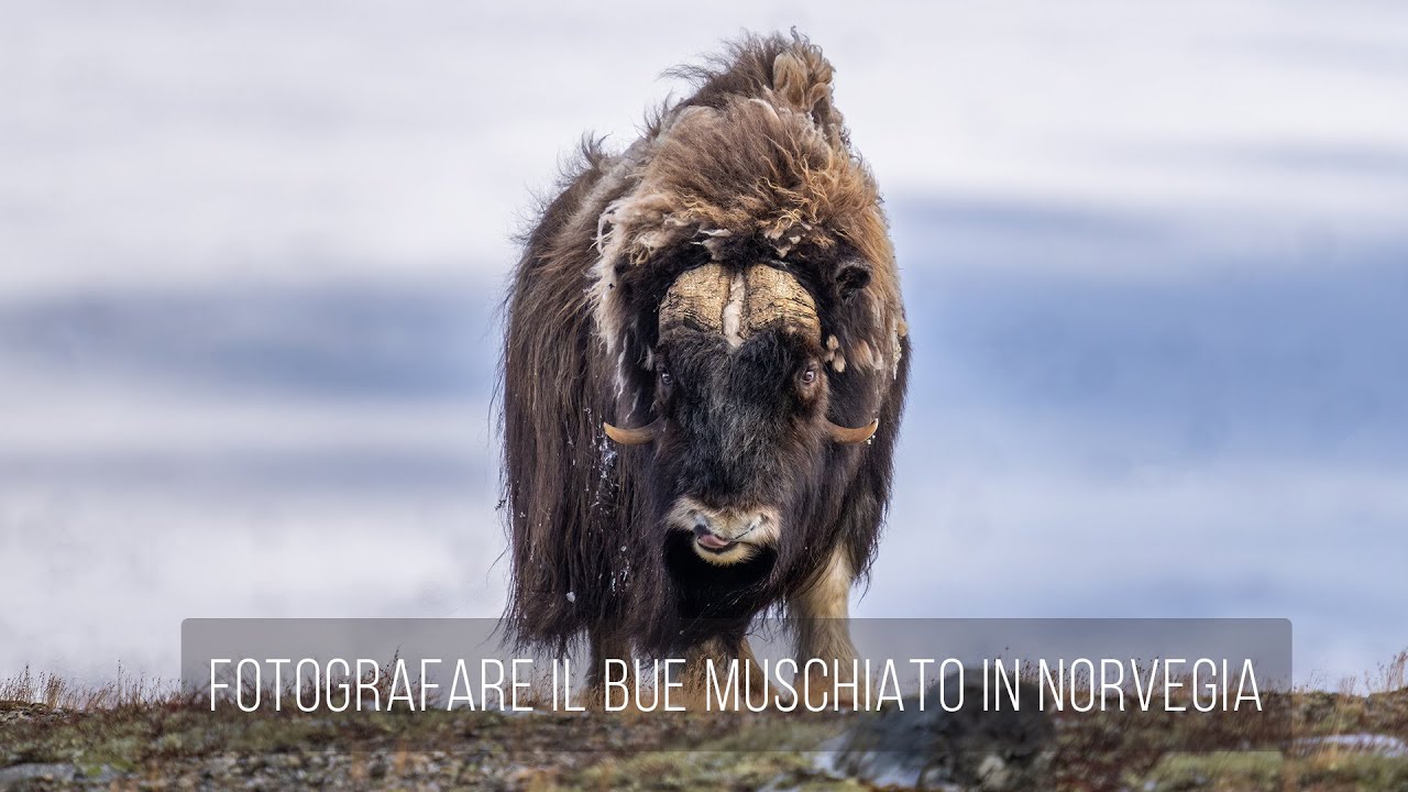 Fotografare il bue muschiato in Norvegia