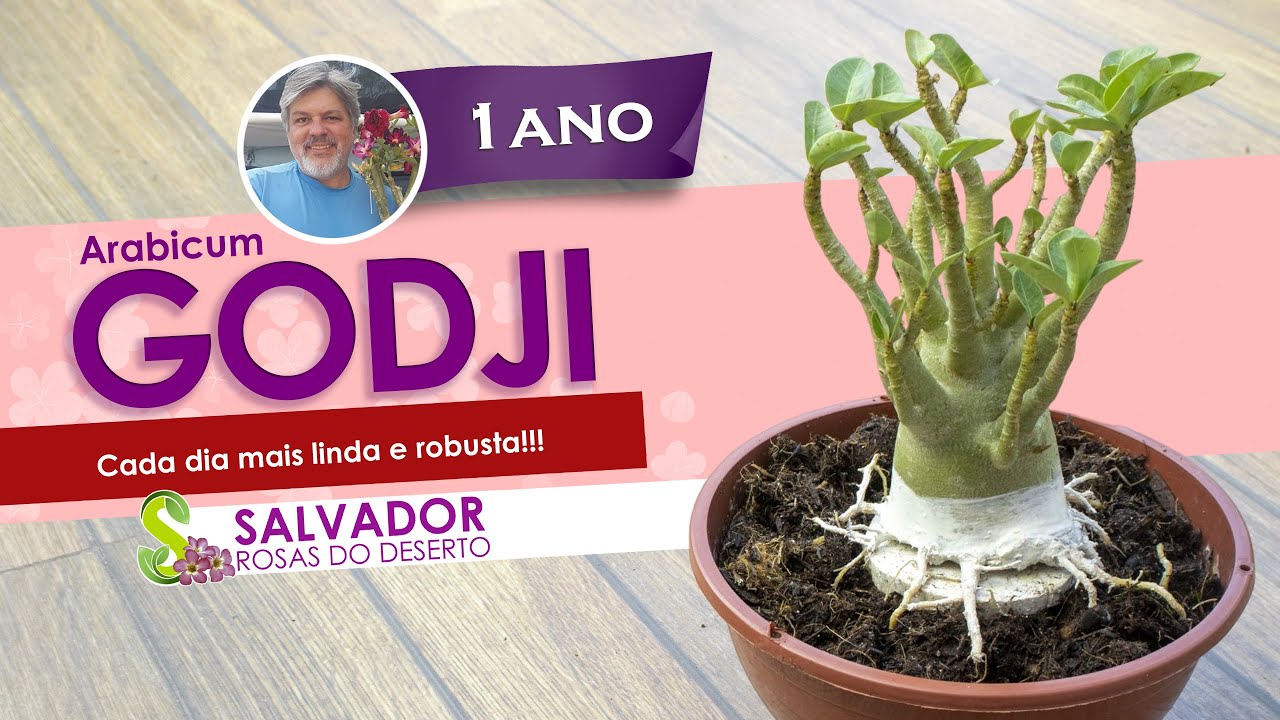 NOSSA ARABICUM GODJI ACABOU DE GANHAR UMA RAIZ ARANHA