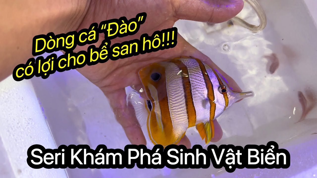 Seri  Khám Phá Sinh Vật Biển - Dòng Cá 