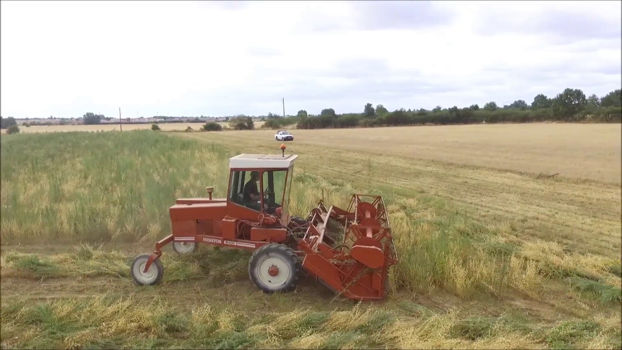 FAUCHAGE DE POIS CHICHE BIO AVEC UNE HESSTON 6400