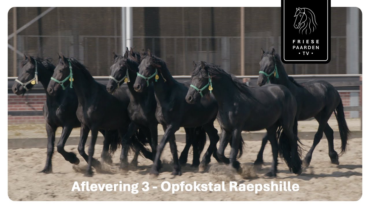 Aflevering 3: Het opfokken van een veulen | Friese Paarden TV