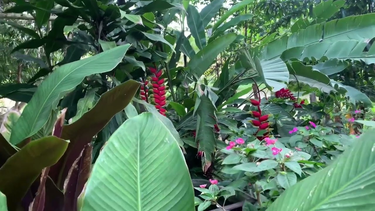 Rotina de dona de casa ,jantar, dia de molhar as plantas ,levar o marido na roça e mudamos os gados…