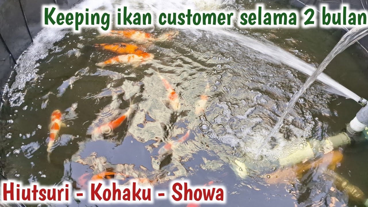 KEEPING IKAN MILIK CUSTOMER | Pemindahan ikan koi ke kolam terpal | Penghobi koi indramayu