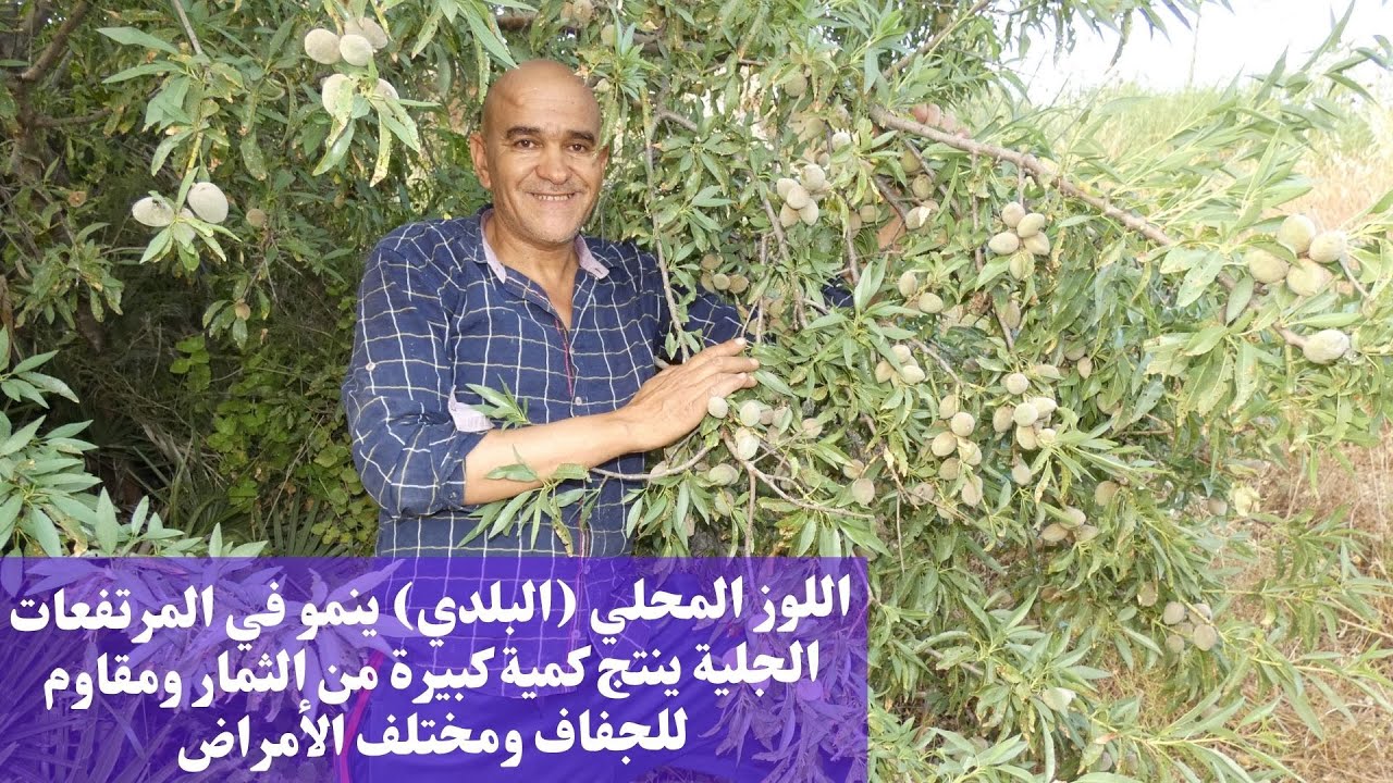 اللوز المحلي (العربي) ينمو في المرتفعات الجلية ينتج كمية كبيرة من الثمار .مقاوم للجفاف و الأمراض .