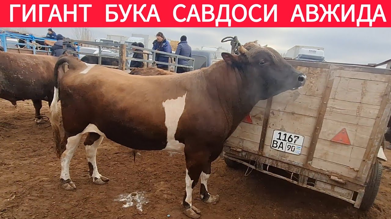 БОГОТ МОЛ БОЗОРИ ГИГАНТ БУКАЛАР САВДОСИ АВЖИДА ЯНГИ НАРХЛАРИ 4-МАРТ 2026-ЙИЛ !!! ХОРАЗМ ОБЗОР 
