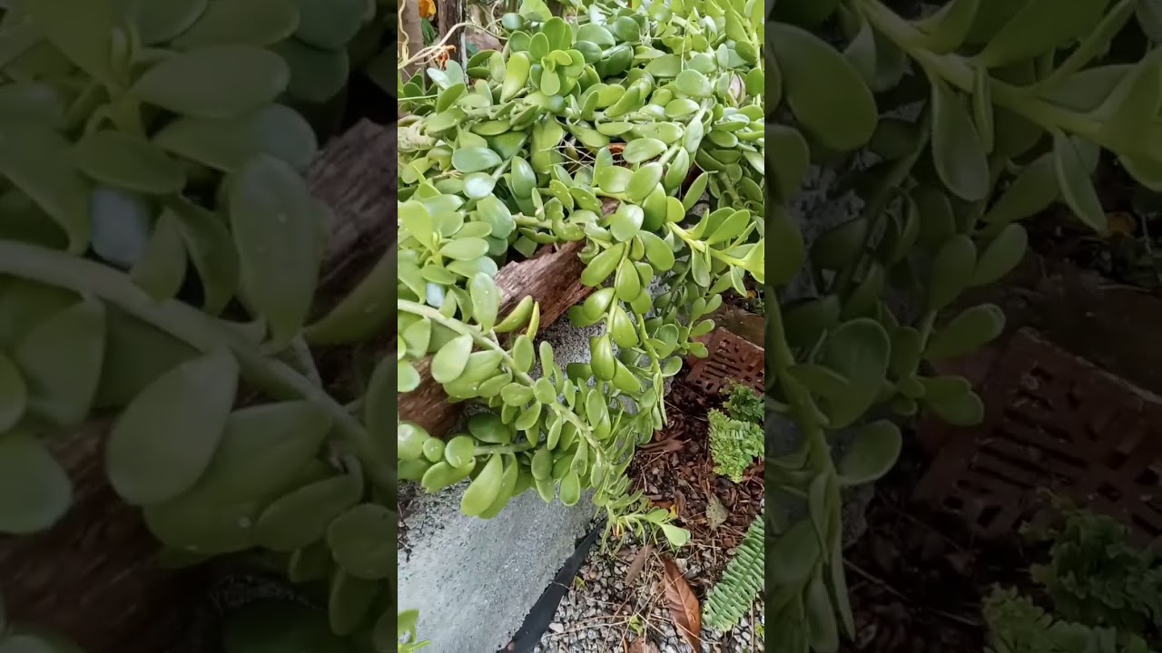 Senecio Jacobsenii.