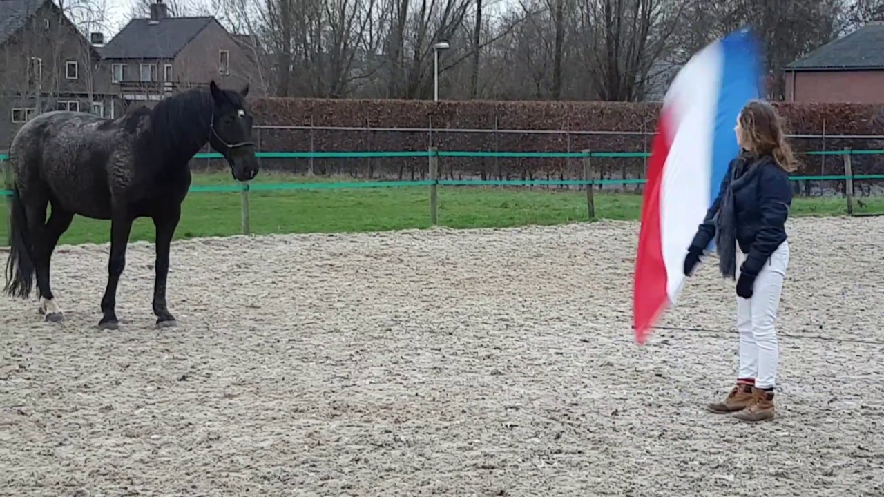 Teaching a horse how to stay in control in a scary situation