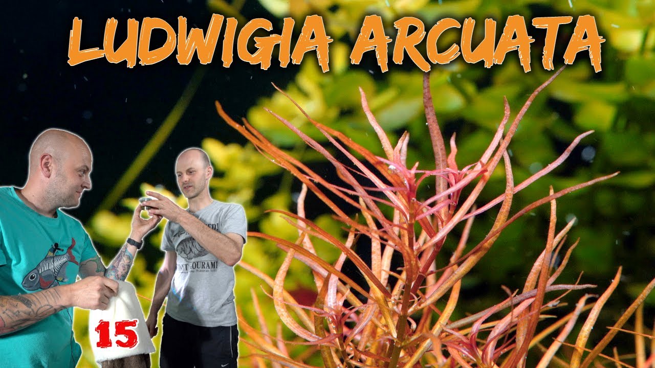 Schmalblättrige Ludwigie - Ludwigia arcuata | ADVENTdicted! Adventskalender | Türchen 15