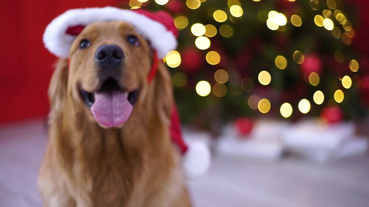 Campanha Natal do Sonhos | Gift Guide - Mundo do Enxoval