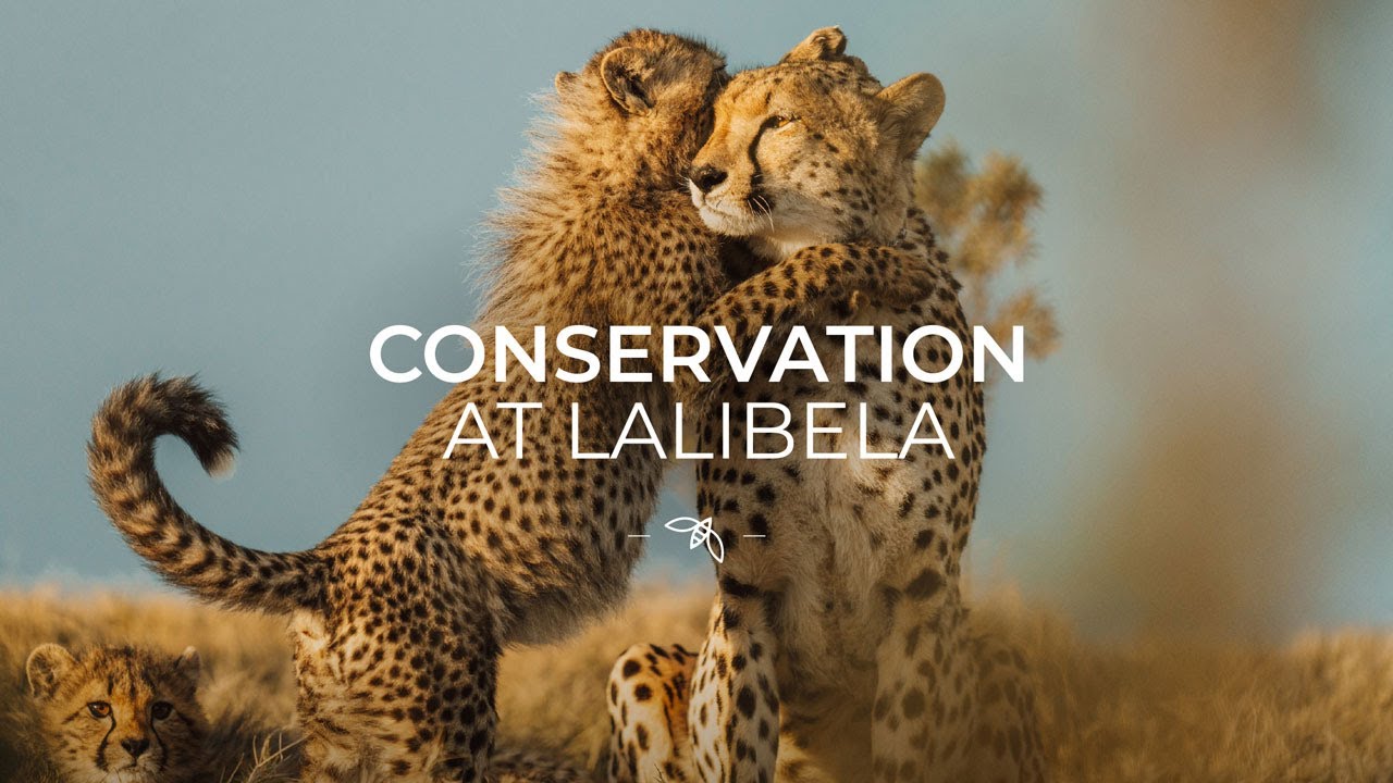 Conservation at Lalibela: Protecting Wildlife, Empowering Communities