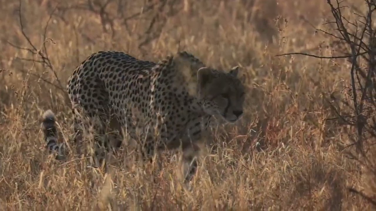 Cheetah Mom and youngster out on a walk marking their peace of Kruger National Park