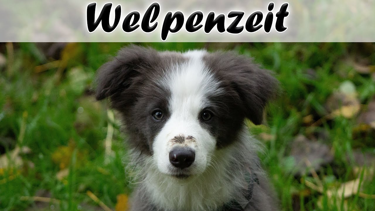 Aus dem Leben eines BORDER COLLIE Welpen 15 WOCHE: Lustige Spiele, kleine Abenteuer und noch mehr!