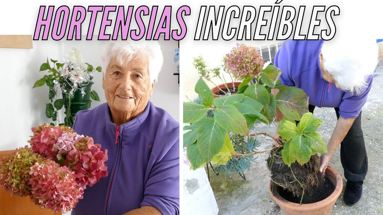 ¡GUÍA de HORTENSIAS! (2 Floraciones POR AÑO😱) Única en el mundo - INCREÍBLE CRECIMIENTO🌿
