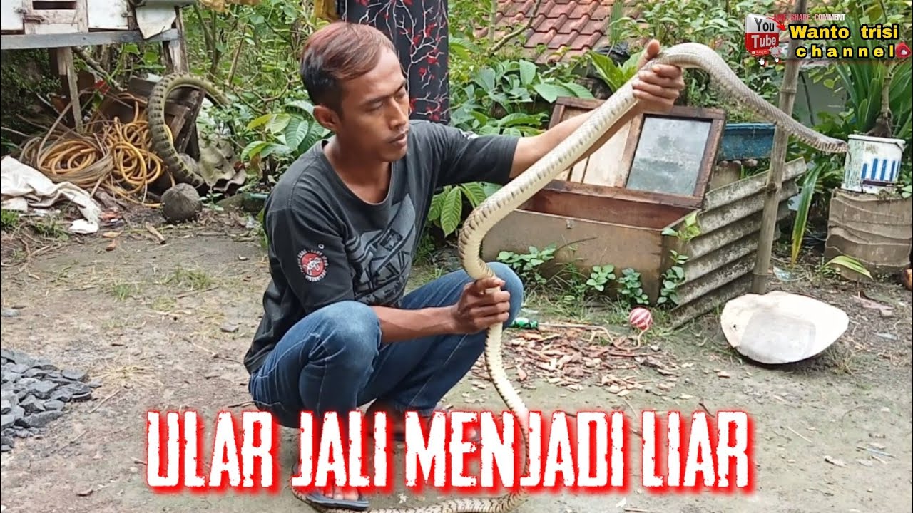 Ular jali menjadi liar lama tak disentuh