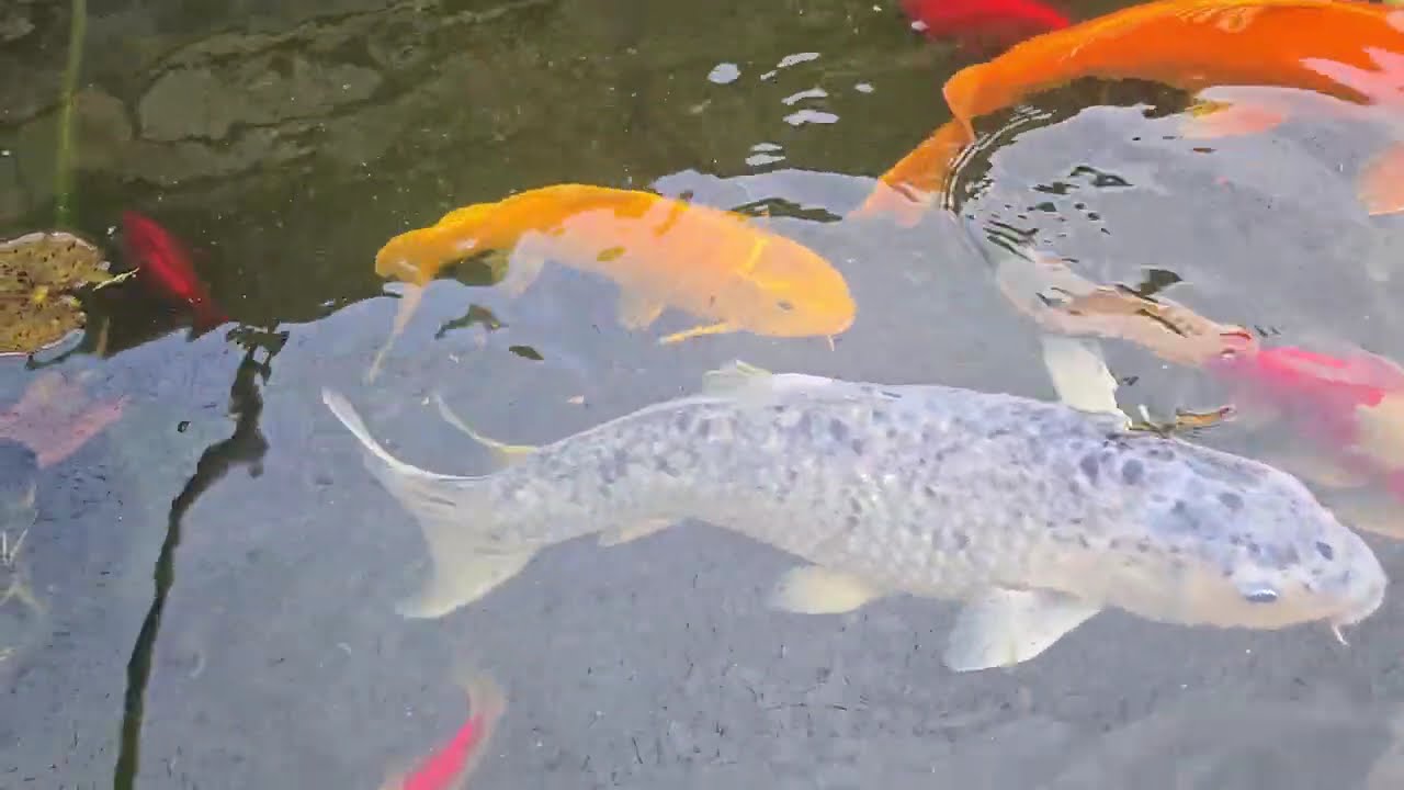 Feeding golden potato to fish #pet #stressrelief #koi #potato #pond #hobby