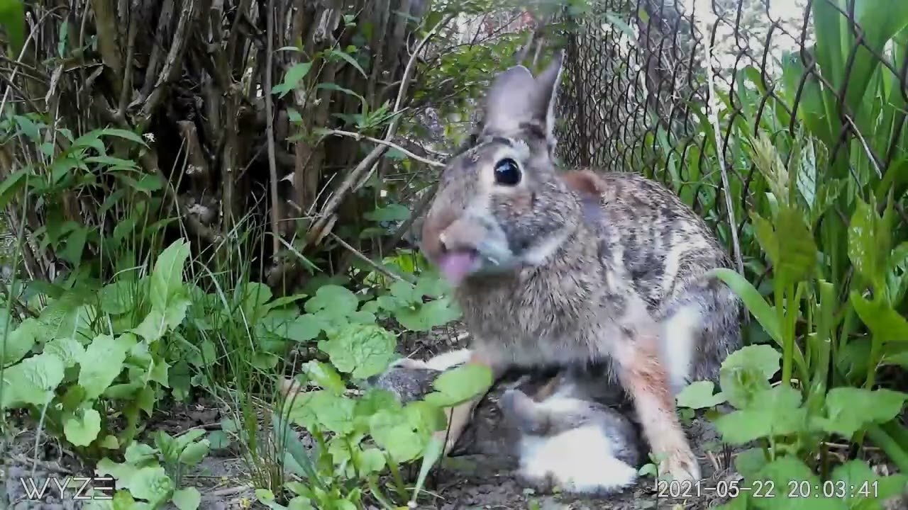 Eastern Cottontails feeding kits