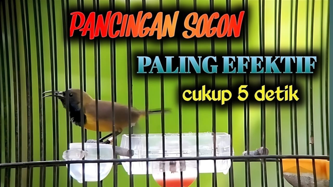 LIVE ! Ampuh Burung Sogon Malas Bunyi Jadi Gacor ‼️ Putar Pancingan Sebentar Saja