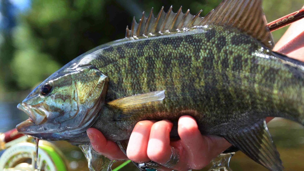 Epic Topwater Smallmouth - Waterfalls Lodge LIVE !