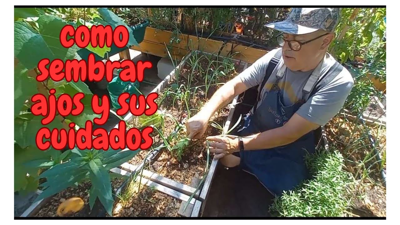 Siembra Ajos en Casa / Todo lo que tienes que saber para tener éxito al sembrar ajo.