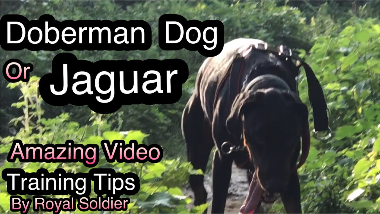 Doberman like a Jaguar. Amazing Video with Basic training skill lessons. Royal Soldier Videos