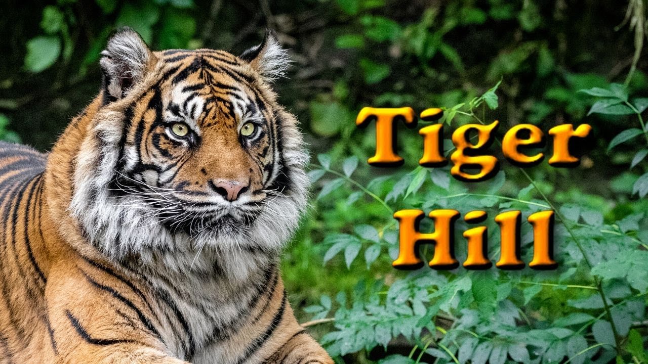 Tour of Tiger Hill at Dudley Zoo
