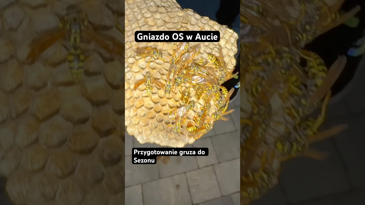 Wasp nest in car, gniazdo os w grupie #zrytaekipa