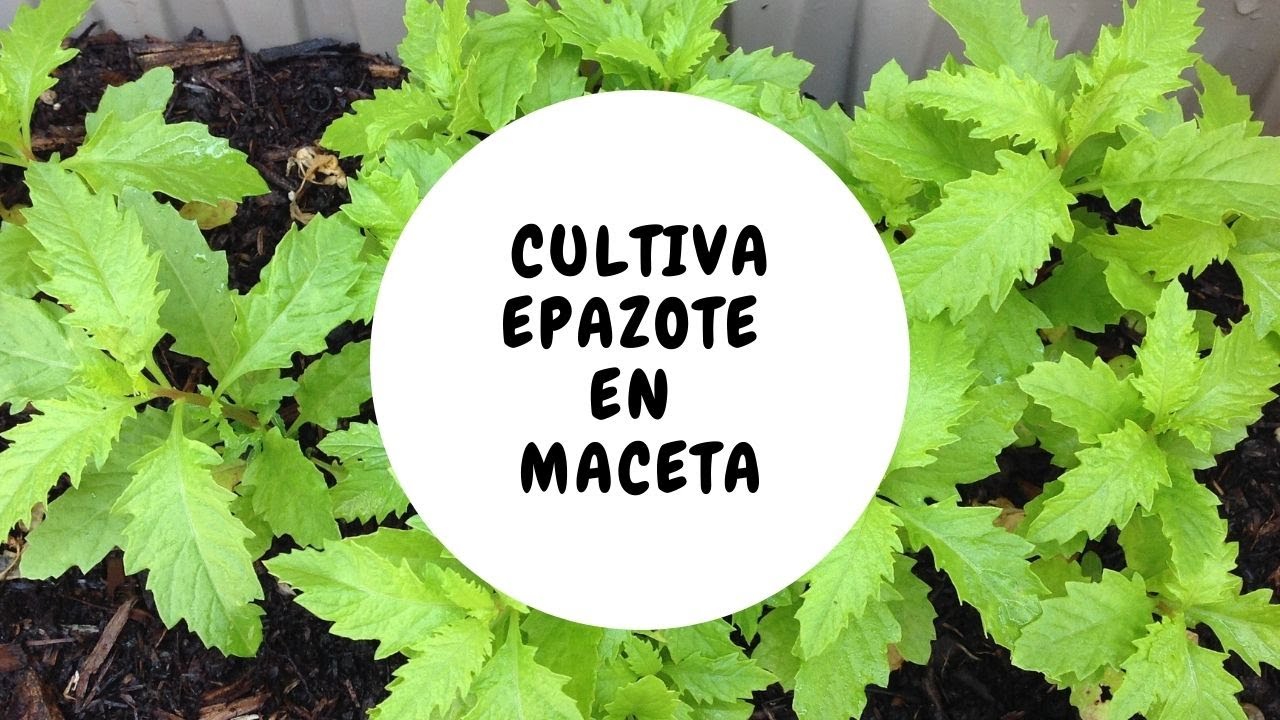 COMO CULTIVAR EPAZOTE EN MACETA / how to grow epazote in a pot