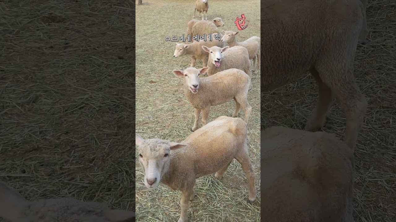웃긴 양 울음소리🐑 [가평 양떼목장] #shorts