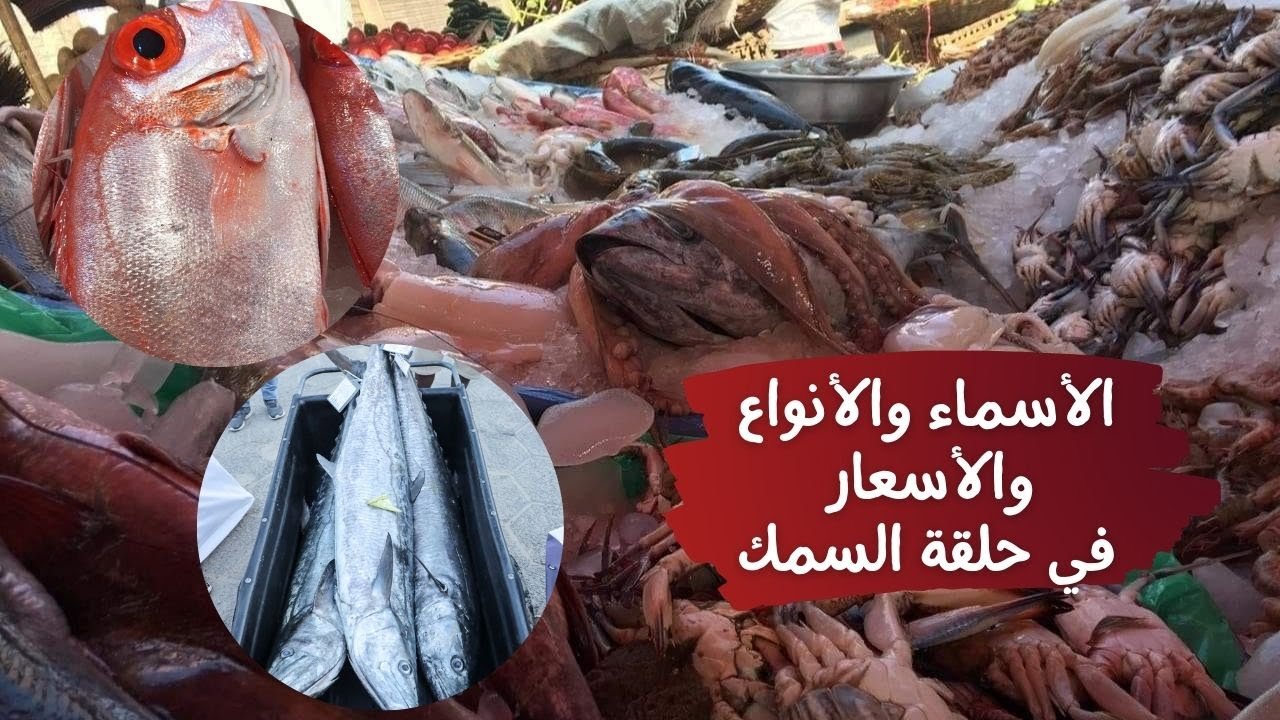 مرجان أبو نضارة وكينج فيش.. أسماء وأنواع وأسعار السمك في حلقة السمك بالشرقية