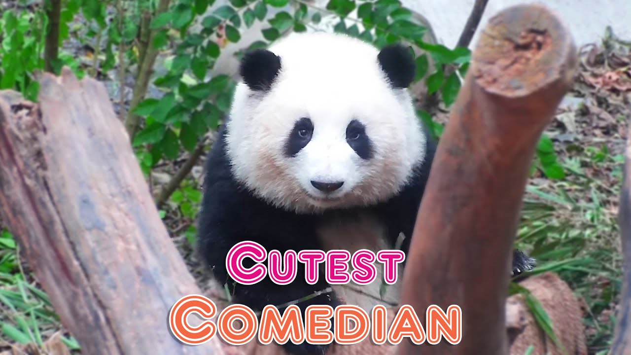 Panda He Hua’s Funny Gigs | iPanda