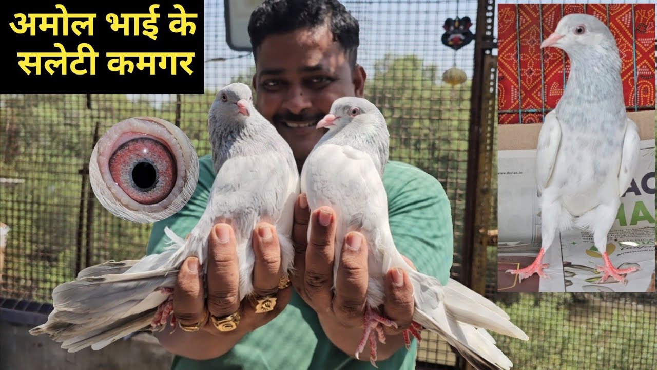🤩Amol Bhai Ke Selety Kamagar Lall Aankh Ke Golden Kamagar Kabootar . Jai Kabootar jai Kabutar