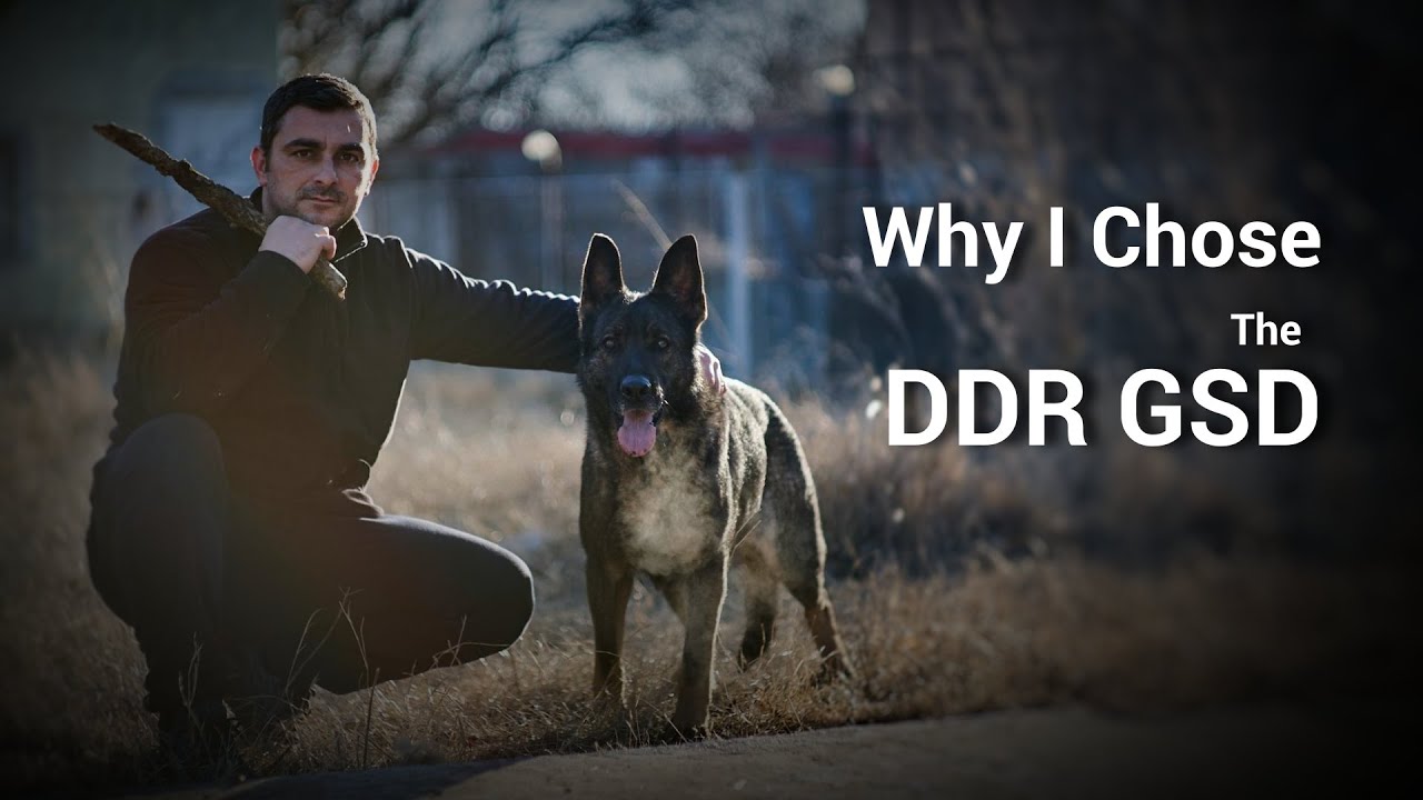 Why I chose the DDR GSD