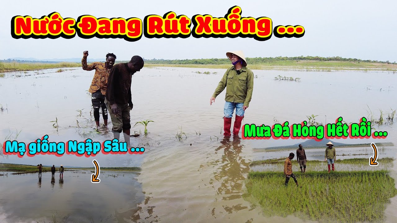 Thế Nhân || Niềm Vui Đã Trở Lại Hy Vọng Sau Khi Nước Rút Thì Màu Xanh Của Lúa Sẻ Phủ Kín Cánh Đồng