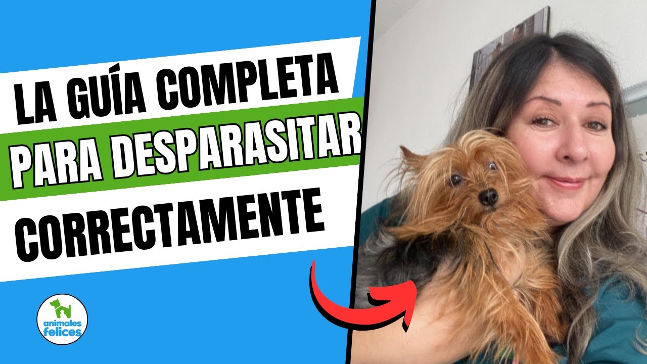 Errores comunes al desparasitar mascotas que nadie te cuenta