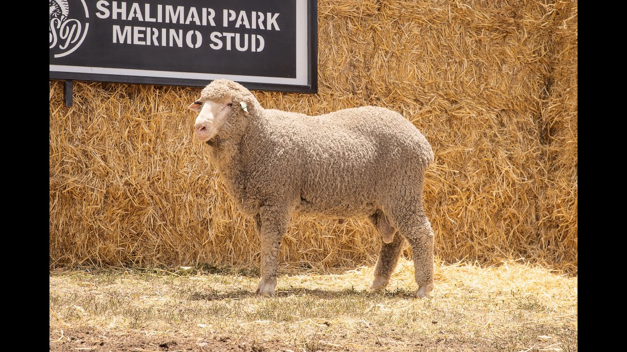 Lot 16 Shalimar Park Merinos