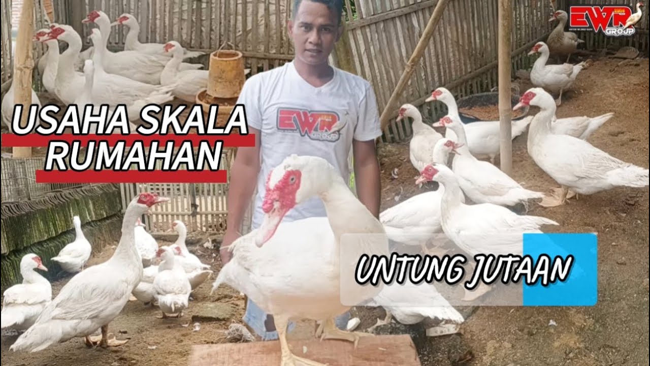 USAHA RUMAHAN PALING DICARI‼️PENJUALAN MUDAH, UNTUNG JUTAAN #entok #duck #bebek