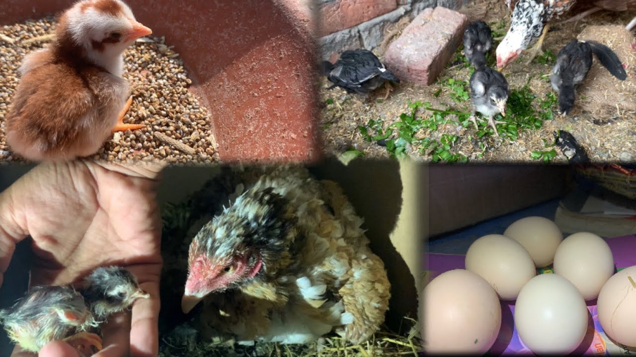 My New Aseel Chick Hatched under Broody Hen