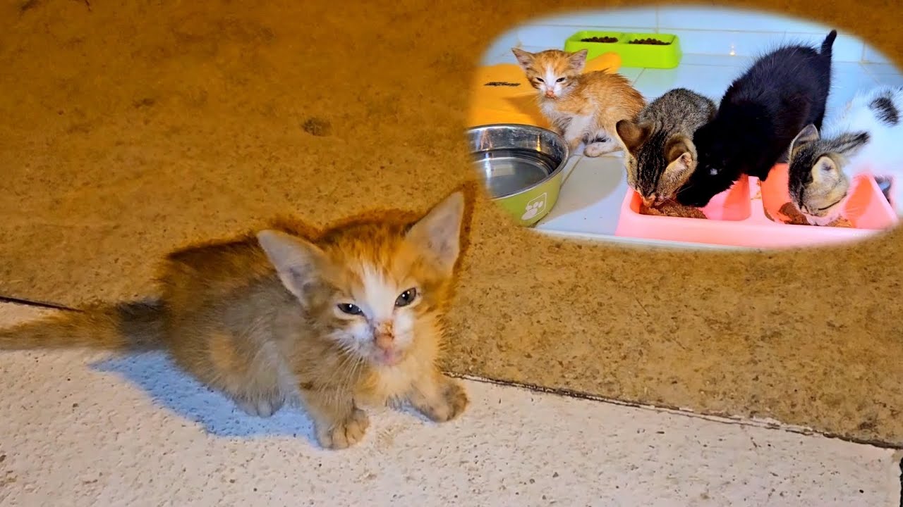 Trying to rescue poor abandoned motherless tiny kitten very tired..., Part 1
