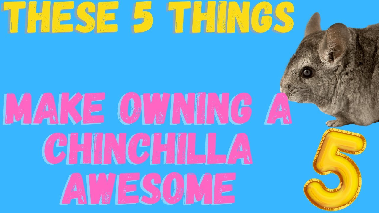 Owning A Chinchilla As A Pet (My 5 Favorite Things About Having A Chinchilla)