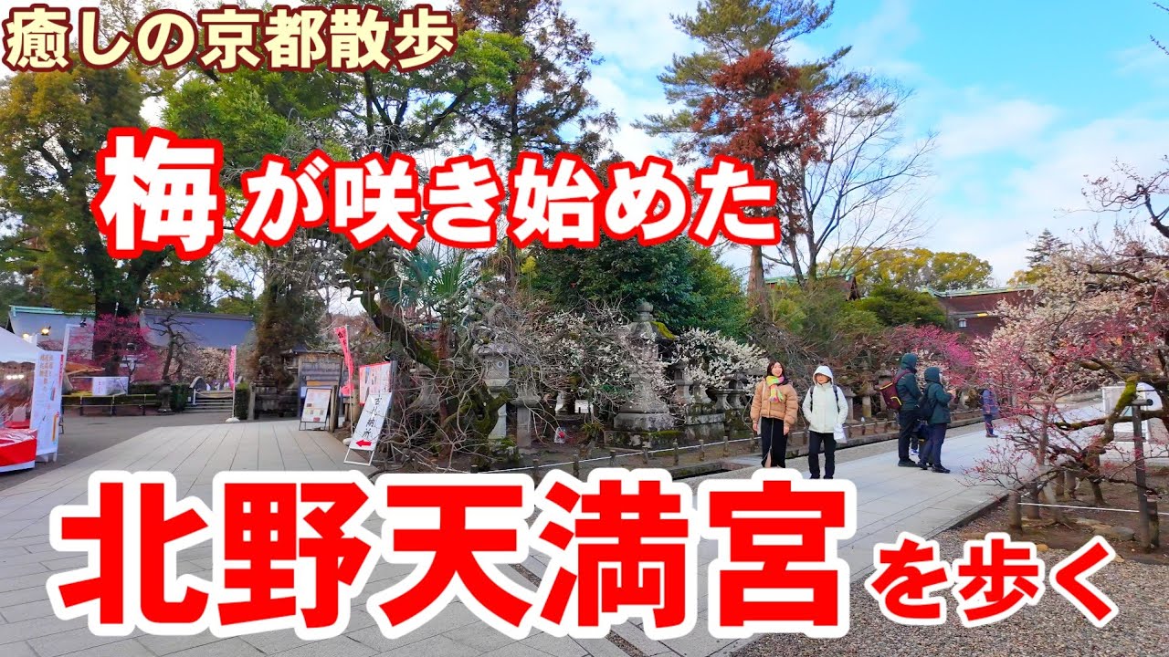 2/6(火)梅が咲き始めた梅の名所北野天満宮を歩く【4K】Kyoto Japan relax walk