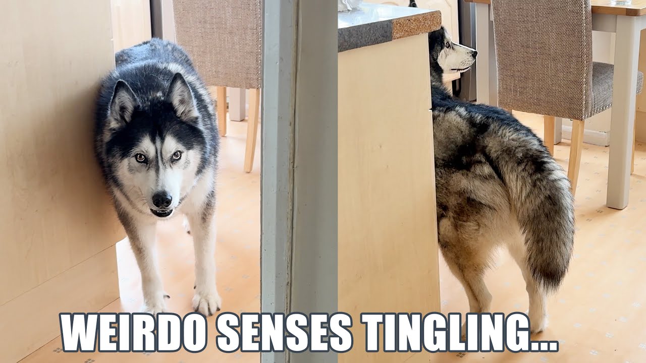 My Husky Always Catches Me!