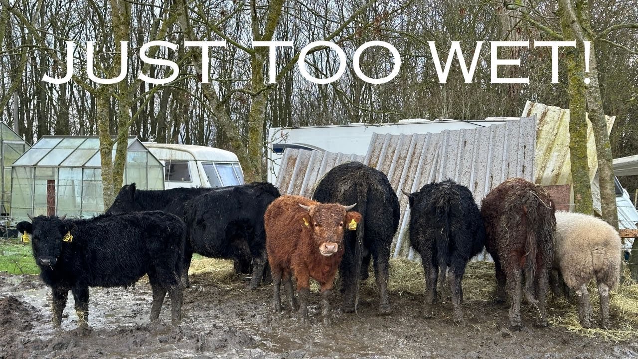 Dexter Cattle.... How Many Is Too Many!