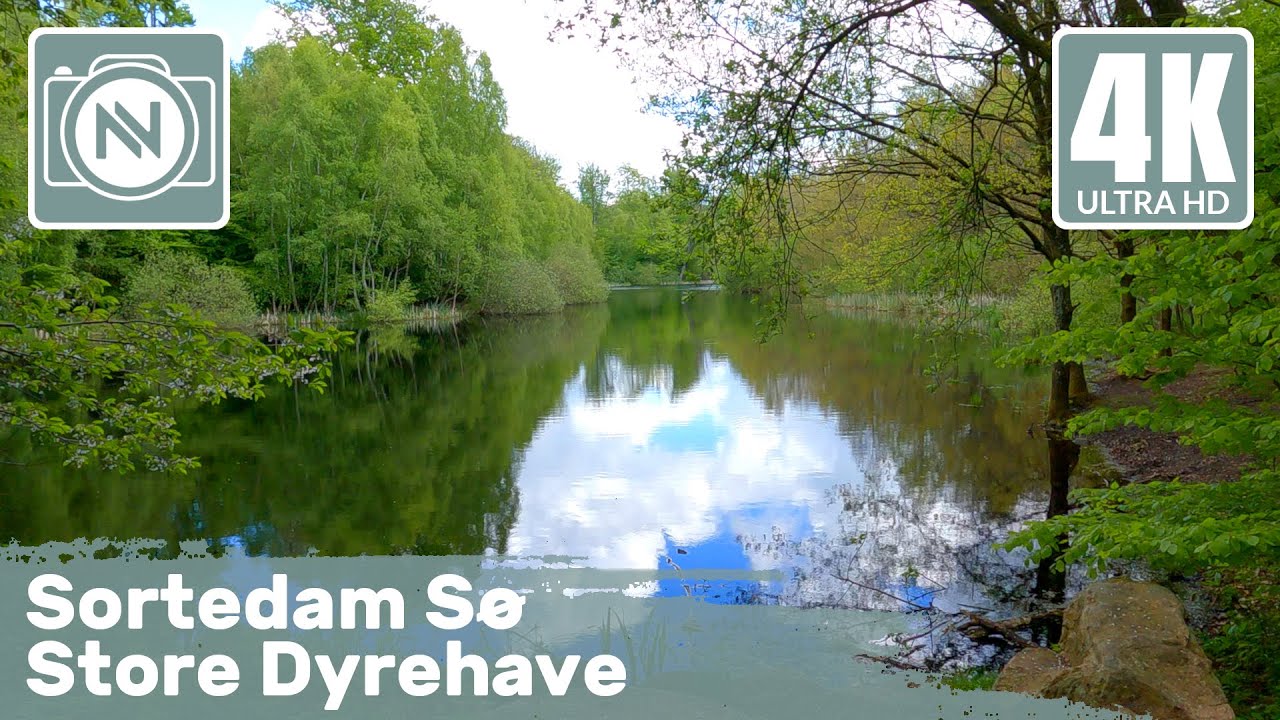 4K Virtual Walk - Sortedam Sø, Denmark - We take a walk in Store Dyrehave Forrest to find a lake 🌲