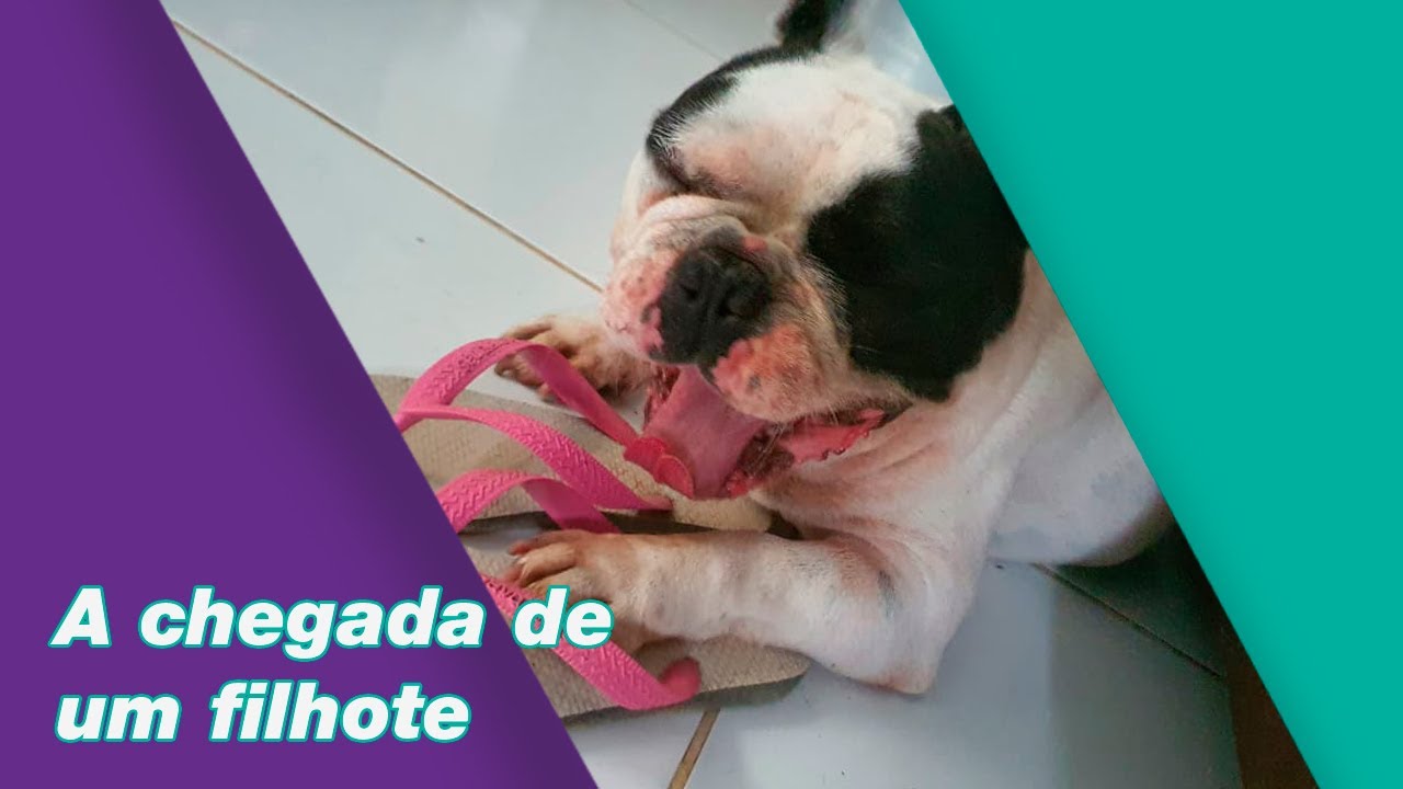 A chegada de um filhote