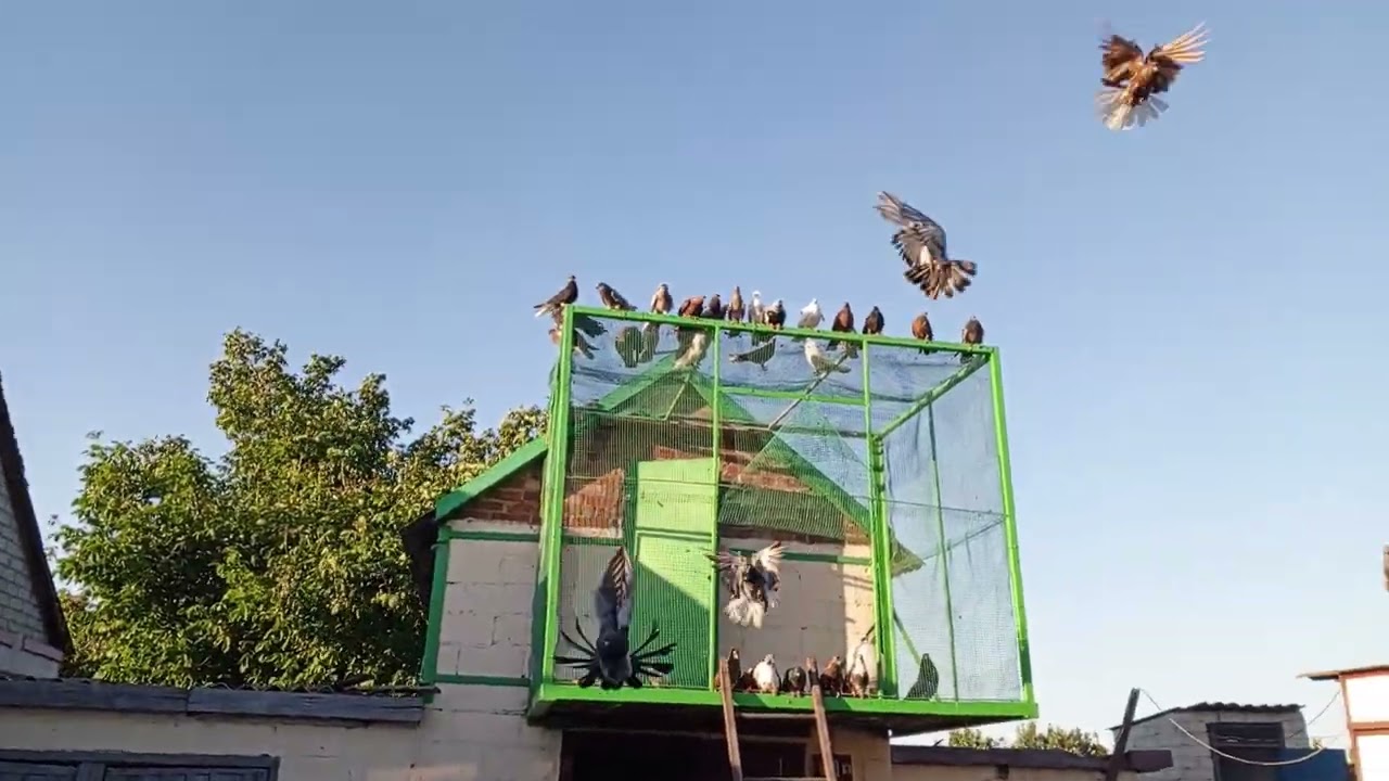 Николаевские голуби.