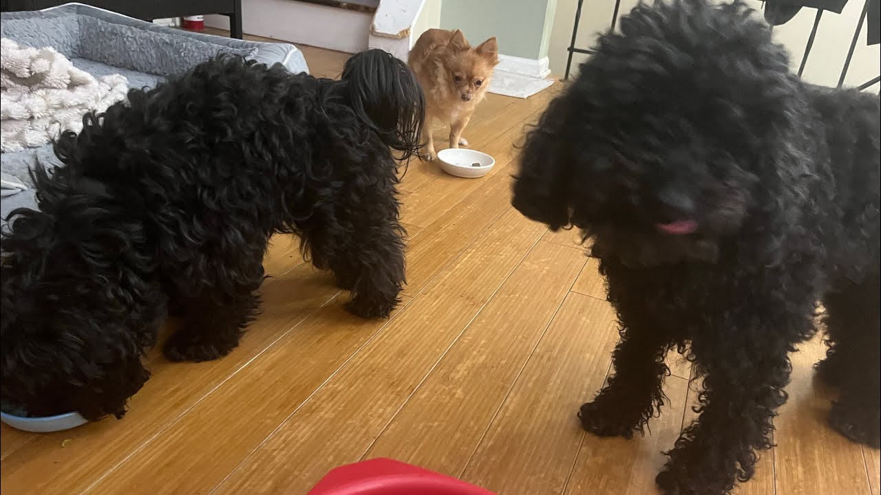 Cooking healthy dog food in my kitchen
